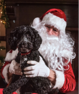 Book an Appointment with Santa Paws at The Ashgrove Clinic